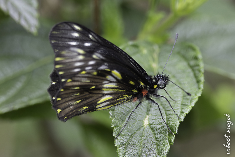 quito botanical garden